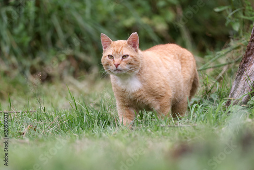 Red cat in green grass © Edwin Butter