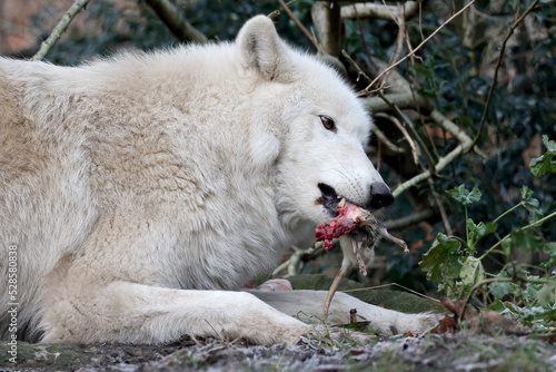 Hudson Bay Wolf  Canis lupus hudsonicus  eating a rat