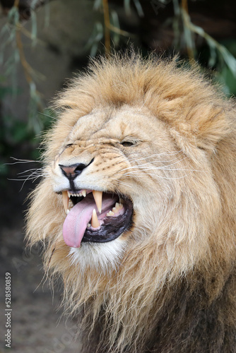 Fototapeta Naklejka Na Ścianę i Meble -  Close up portrait of a male lion, Panthera Leo, with Flehmen response