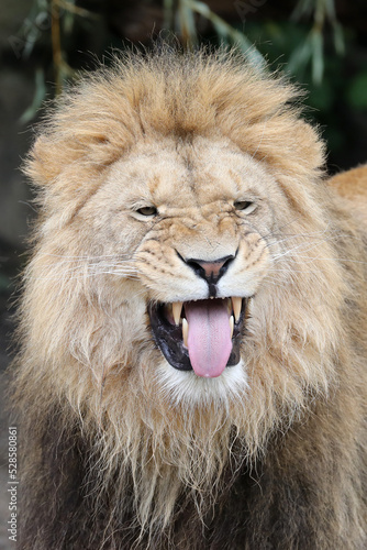Fototapeta Naklejka Na Ścianę i Meble -  Close up portrait of a male lion, Panthera Leo, with Flehmen response