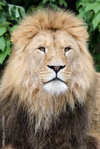 Close up portrait of a male lion  Panthera Leo