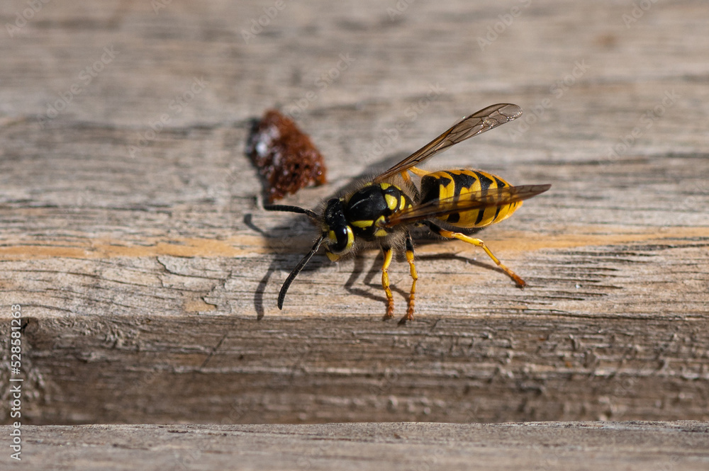 Vespula germanica - German Wasp - Guêpe européenne - Guêpe germanique Vespula germanica - German Wasp - Guêpe européenne - Guêpe germanique