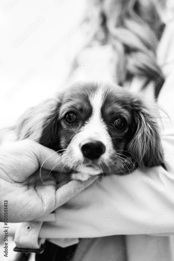 black and white photo Small dog Cavalier King Charles Spaniel