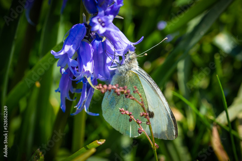 Large White butterfly feeding from a blubell photo