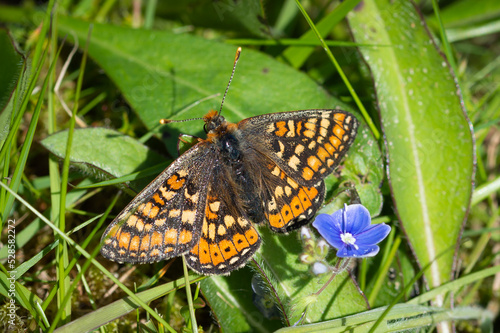 Marsh Fritillary butterfly beside Speedwell flower
