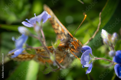 Marsh Fritillary butterflyfeeding from Speedwell photo