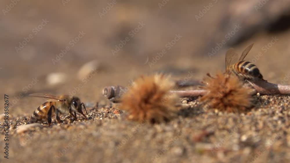 Honey bees taking off and landing in sand, Close shot
Jerusalem wildlife, 2022, Israel
Honey bees taking off and landing in sand, Close shot
Jerusalem wildlife, 2022, Israel