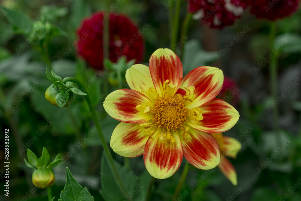 dahlia blooms in a sunny autumn day in the garden dahlia blooms in a sunny autumn day in the garden