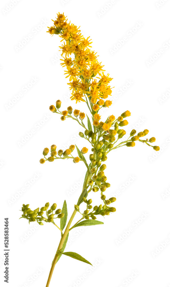 European goldenrod flowers