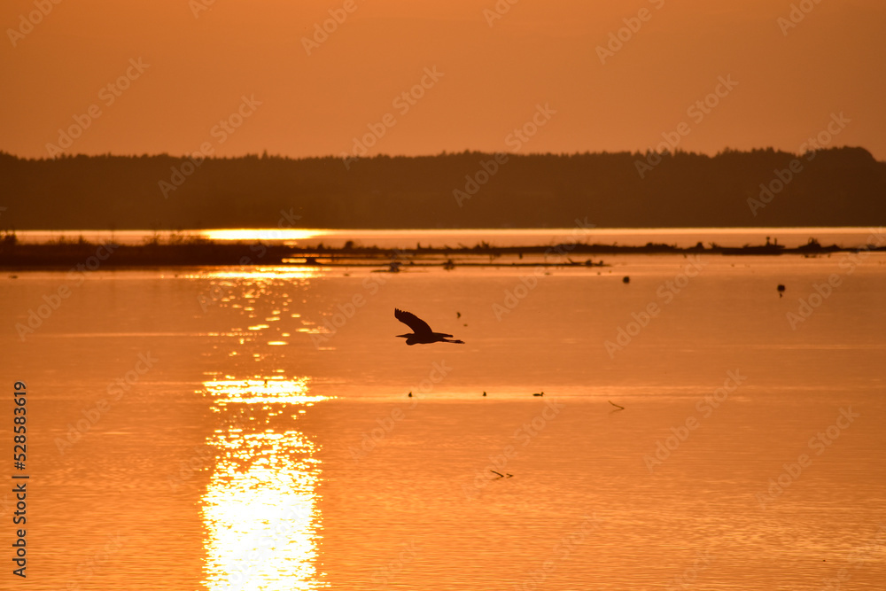 grey heron (Ardea cinerea) flying in the sunset at lake Chiemsee, Bavaria