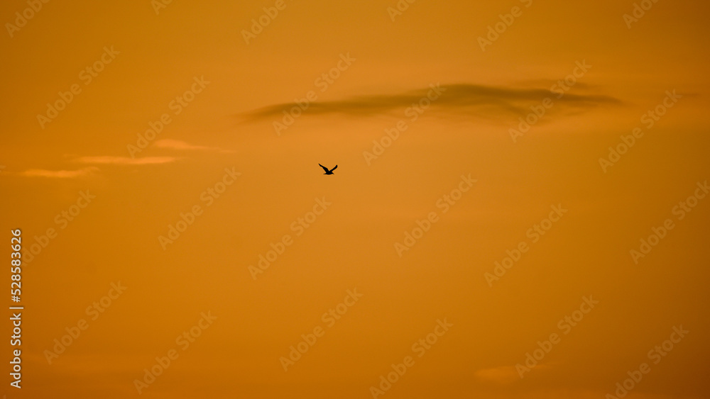 Naklejka premium minimalistic shot of a gull in the evening sky