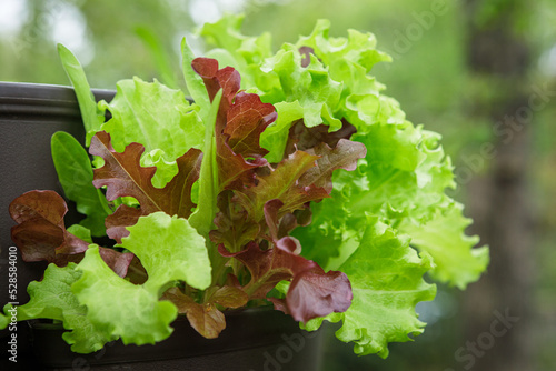 Close up of a mesclun mix of red and green lettuces in a pocket of a vertical tower container garden on a backyard deck in the suburbs photo