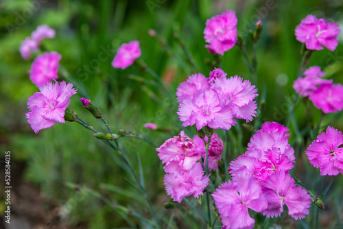 Pink dianthus flowers growing in a spring home garden