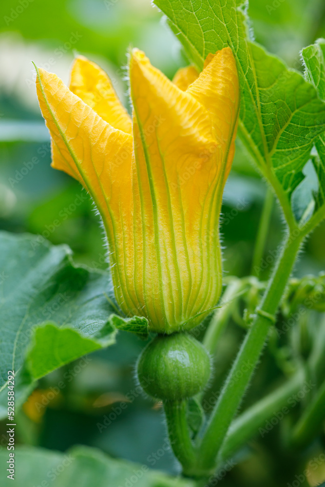 Female yellow squash blossom with delica winter squash fruit forming at
