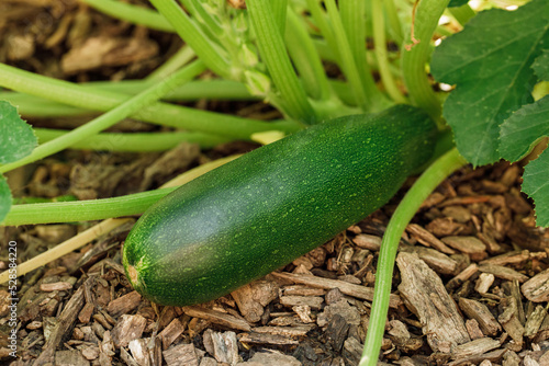 Homegrown 'Fordhook' zucchini vegetable ripening on the vine in an organic garden