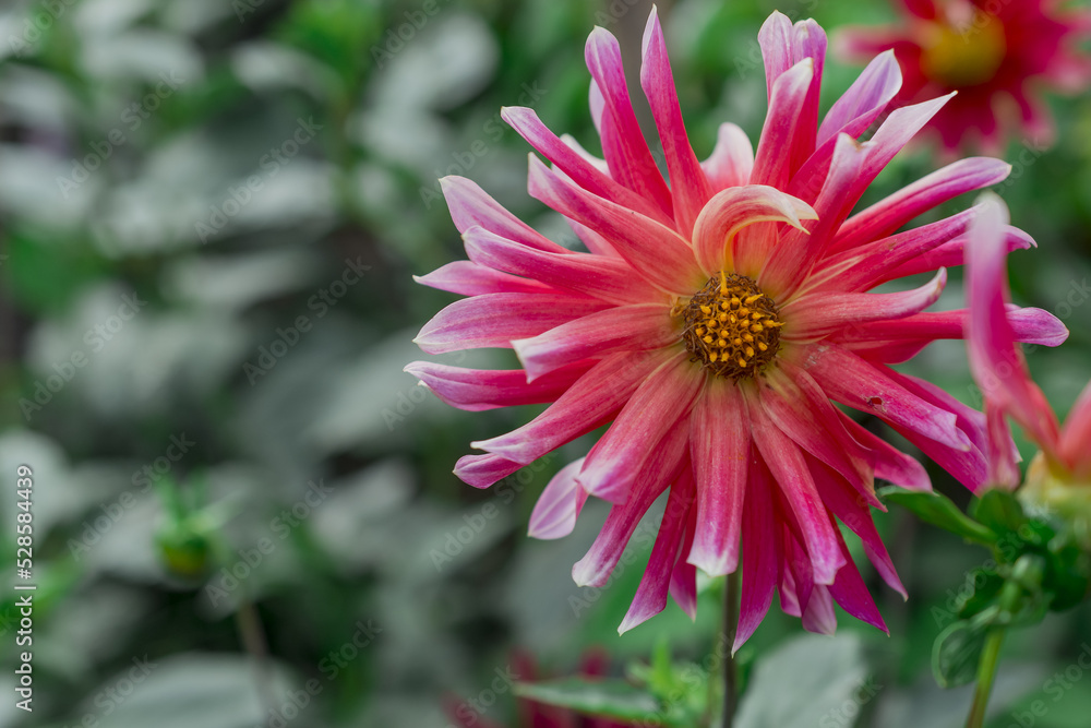 dahlia blooms in a sunny autumn day in the garden dahlia blooms in a sunny autumn day in the garden