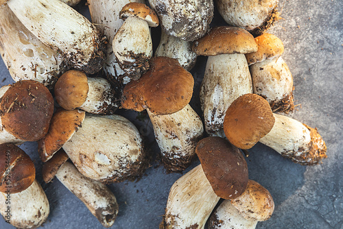 Autumn fall composition. Raw edible mushrooms Penny Bun on dark black stone shale background. Ceps over gray table. Cooking delicious organic mushroom gourmet food. Flat lay top view