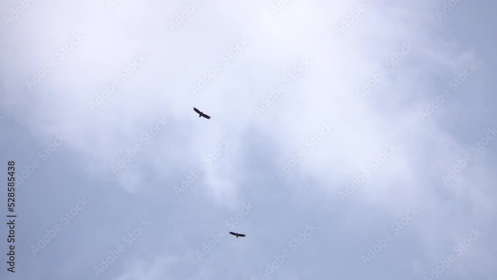 Fish eagles flying in the sky
Slow motion shot from Sweden, 2022
Fish eagles flying in the sky
Slow motion shot from Sweden, 2022