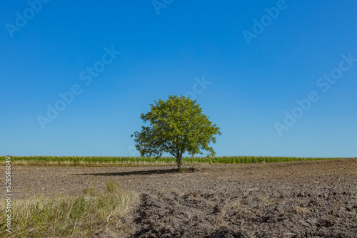 A lonely tree among farmer s fields after the harvest  rural landscape of south-eastern Poland  rural landscape of south-eastern Poland  minimalist photography  County Podkarpackie  Poland