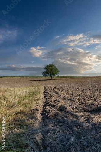 A lonely tree among farmer's fields after the harvest, rural landscape of south-eastern Poland, rural landscape of south-eastern Poland, minimalist photography, County Podkarpackie, Poland