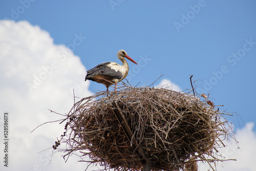 White stork (Ciconia ciconia) standing in the nest, Poland