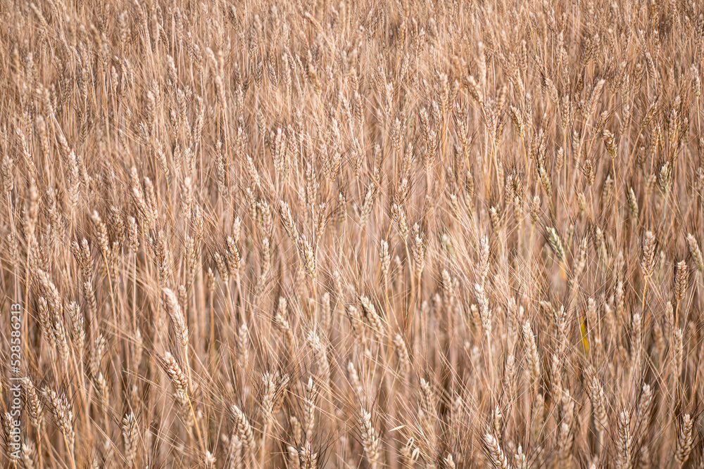 Closeup barley growing on field focused on tips of ears with dark bristles by tilt of sharpness plane creating in whole view structure background seamless wallpaper Closeup barley growing on field focused on tips of ears with dark bristles by tilt of sharpness plane creating in whole view structure background seamless wallpaper