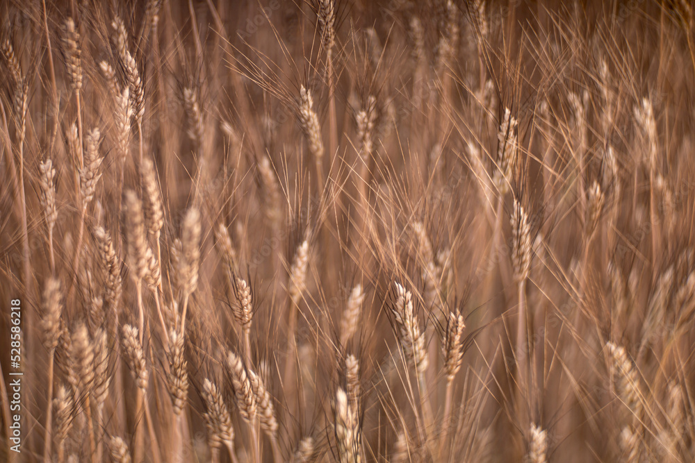 Closeup barley growing on field focused on tips of ears with dark bristles by tilt of sharpness plane creating in whole view structure background seamless wallpaper Closeup barley growing on field focused on tips of ears with dark bristles by tilt of sharpness plane creating in whole view structure background seamless wallpaper