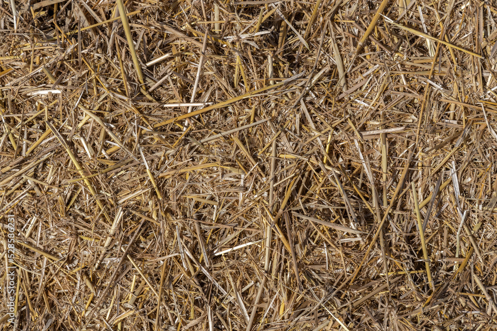 Golden stubble after harvest on a sunny day, low framing, background for graphic desighners Golden stubble after harvest on a sunny day, low framing, background for graphic desighners
