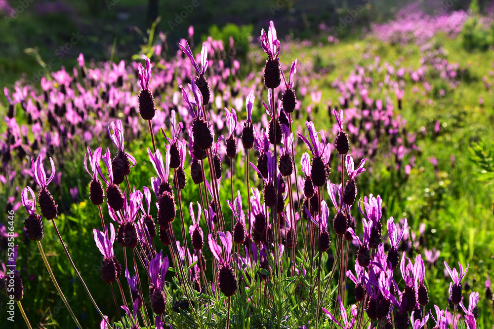 Fototapeta premium field of lavender