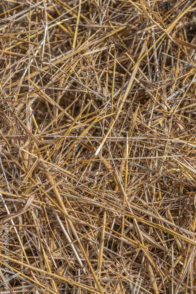 Golden stubble after harvest on a sunny day, low framing, background for graphic desighners Golden stubble after harvest on a sunny day, low framing, background for graphic desighners