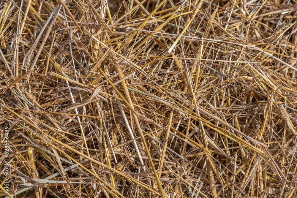 Golden stubble after harvest on a sunny day, low framing, background for graphic desighners