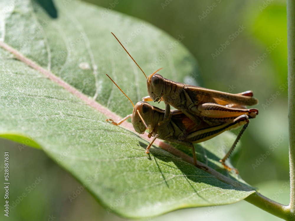 grasshoppers mating on a leaf grasshoppers mating on a leaf