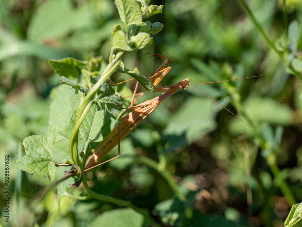 praying mantis on a branch praying mantis on a branch