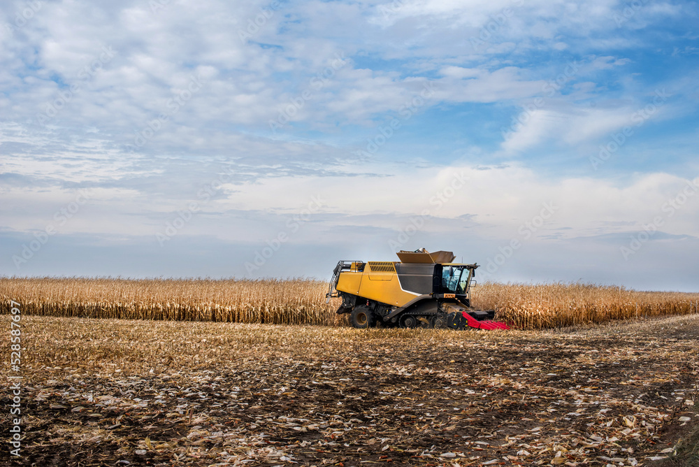 Fototapeta premium a combine harvester in a corn field works during harvest, harvesting corn, wide angle view with sky