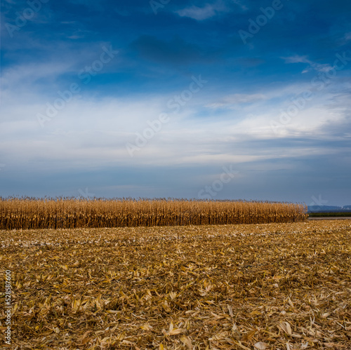 Dried corn maize field, blue cloudy sky. Cornfield rural landscape