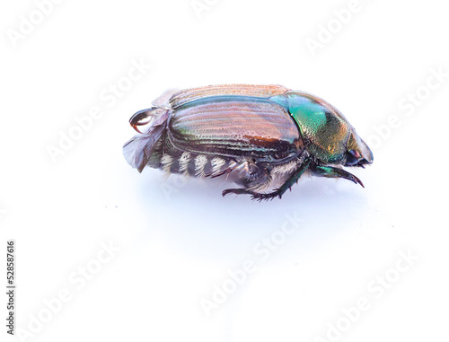 japanese beetle isolated on white background
