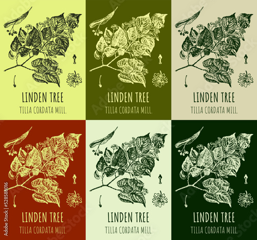 Set of vector drawing of LINDEN TREE in various colors. Hand drawn illustration. Latin name TILIA CORDATA MILL.