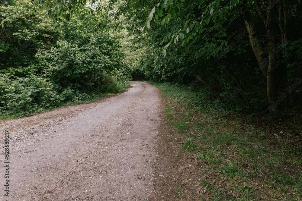 Fototapeta premium road in green forest