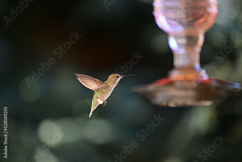 Anna's Hummingbird - Calypte anna photo