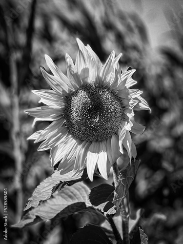 black and white sunflower