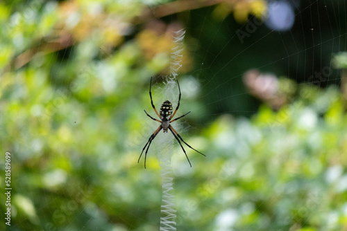 Beautiful golden orb weaver spider in it's web down by the swamp in Louisiana. I love how big this arachnid is and it's really long legs.