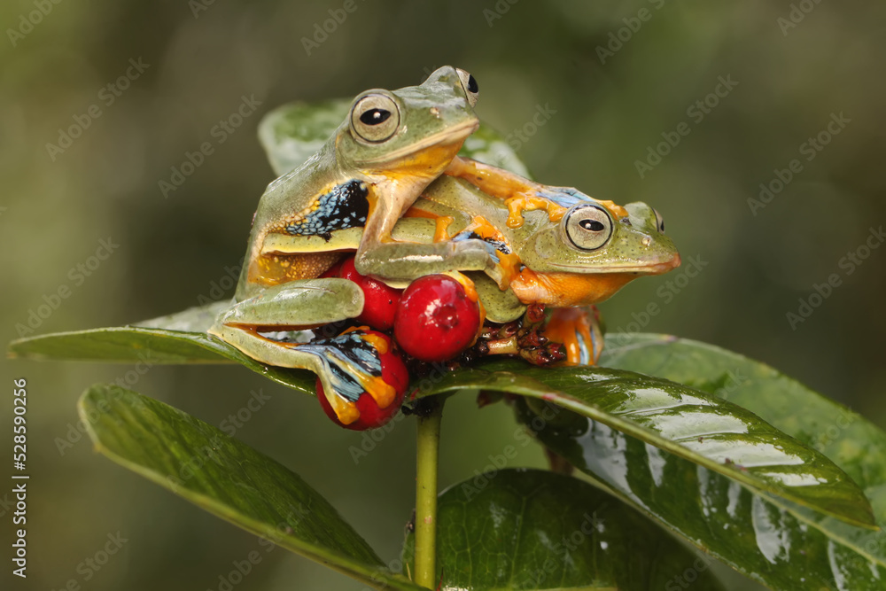 Two tree frogs are hunting for prey on the branches of wild plants that