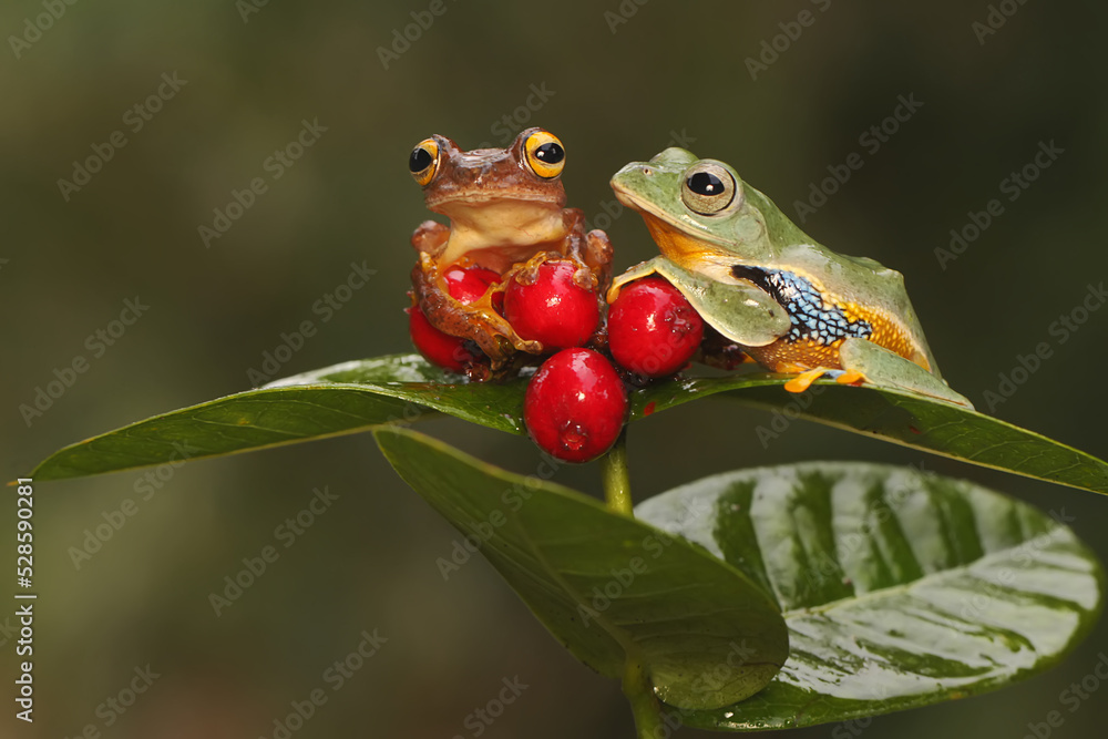 Two tree frogs are hunting for prey on the branches of wild plants that