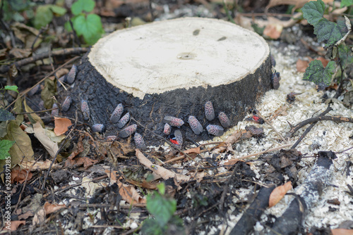 Spotted Lanternflies swarm a tree of heaven stump in Central Park, NYC. The tree was cut down to slow the spread of the invasive lanternfly (Lycorma delicatula). photo