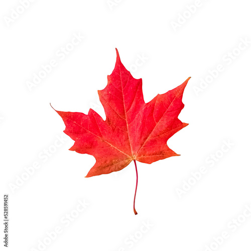 Red maple leaf isolated cutout photo