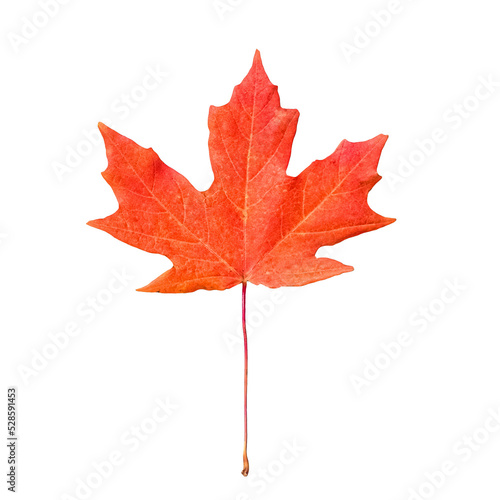 Red orange maple leaf isolated cutout