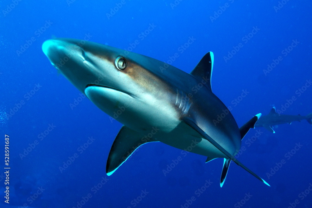 shark with eye shark with eye