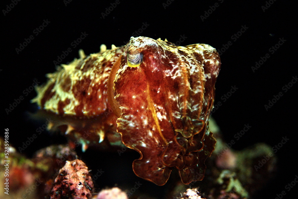 Fototapeta premium cuddle fish 