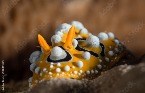 nudibranch