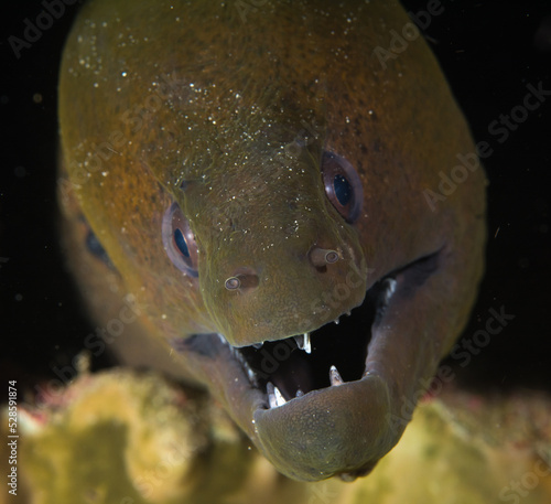 Macro Morray Eel
